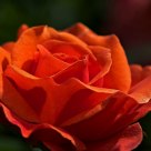 Rose under the sun